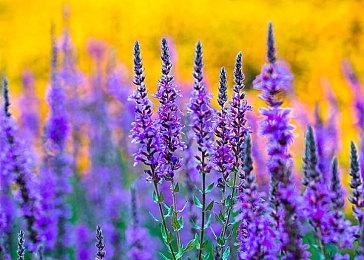 《Hollow Cocoon》登陆Steam 和风第一人称3D恐怖冒险