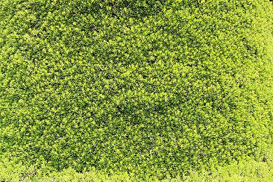 系列首次！《刺客信条：影》或将需要全程联网才能游玩